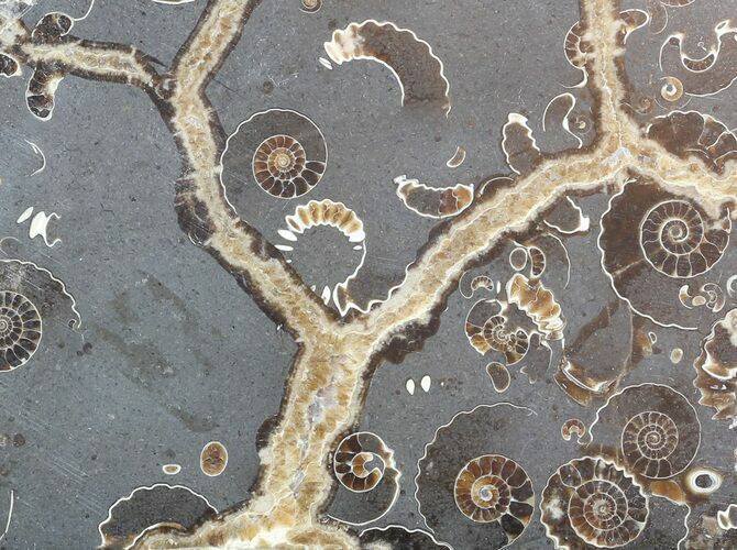 Polished Ammonite Fossil Slab - Marston Magna Marble #49595